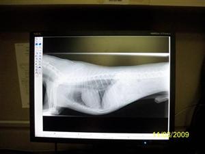 DigitalRadiology